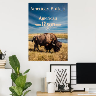 Bison Grazing am Fluss Poster