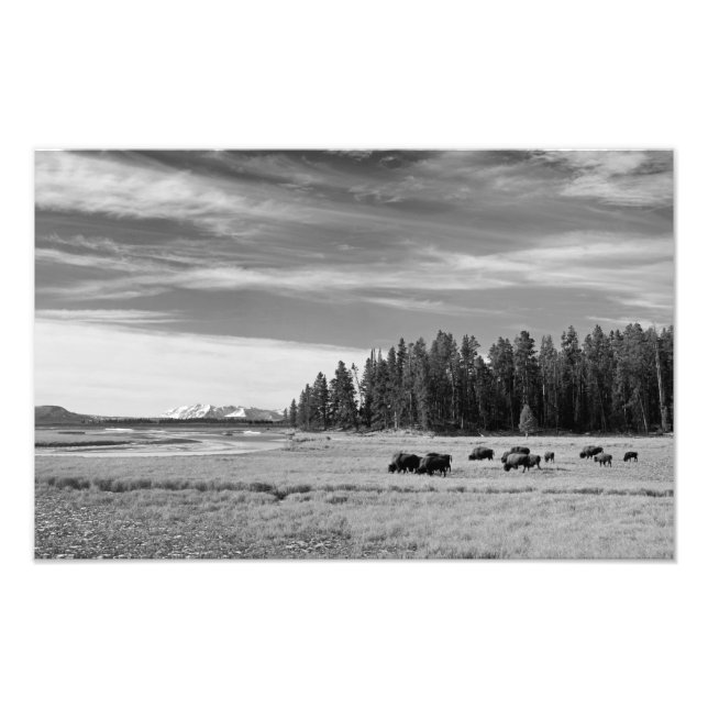 Bison Grazing at Yellowstone Black and White Fotodruck (Vorne)