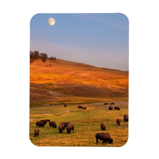 Bison Grazing on Hill im Hayden Valley Magnet (Vertikal)