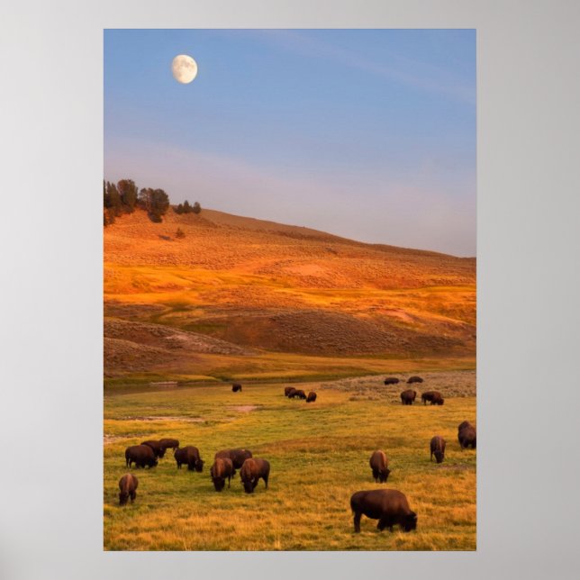Bison Grazing on Hill im Hayden Valley Poster (Vorne)