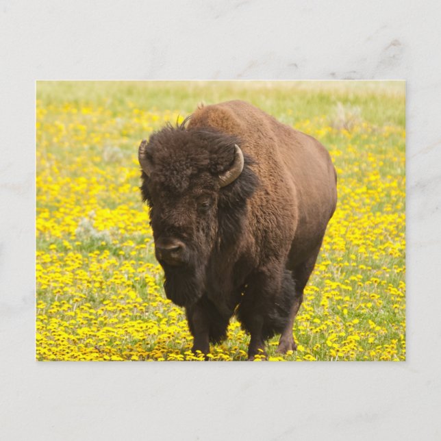 Bison im Gelb Postkarte (Vorderseite)