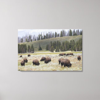 Bison im Hayden-Tal des Yellowstone Leinwanddruck