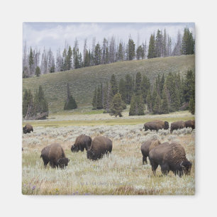 Bison im Hayden-Tal des Yellowstone Magnet
