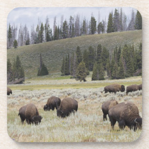 Bison im Hayden Tal von Yellowstone Getränkeuntersetzer