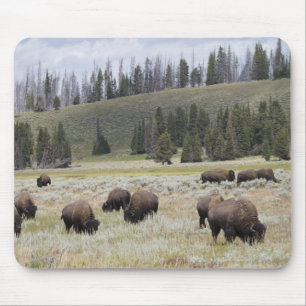 Bison im Hayden Tal von Yellowstone Mousepad