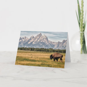 Bison im Tetons Karte