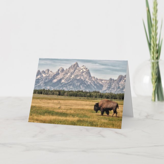 Bison im Tetons Karte (Vorderseite)