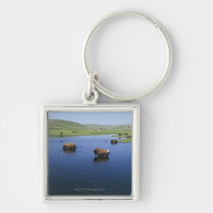 Bison im Wasser mit zahlreichen Klippen-Schwalben Schlüsselanhänger