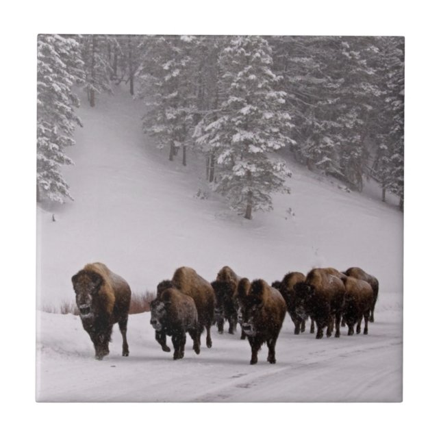 Bison im Winter Fliese (Vorderseite)