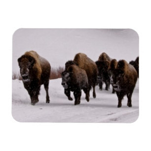 Bison im Winter Magnet