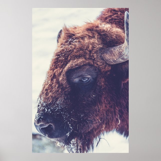 BISON IM WINTER POSTER (Vorne)
