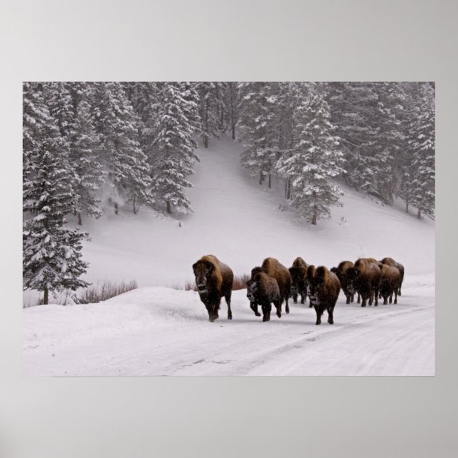 Bison im Winter Poster (Vorne)