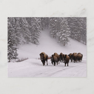 Bison im Winter Postkarte