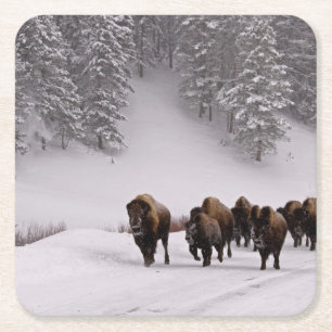 Bison im Winter Rechteckiger Pappuntersetzer