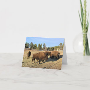 Bison in Colorado Dankeskarte