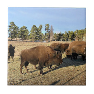 Bison in Colorado Fliese