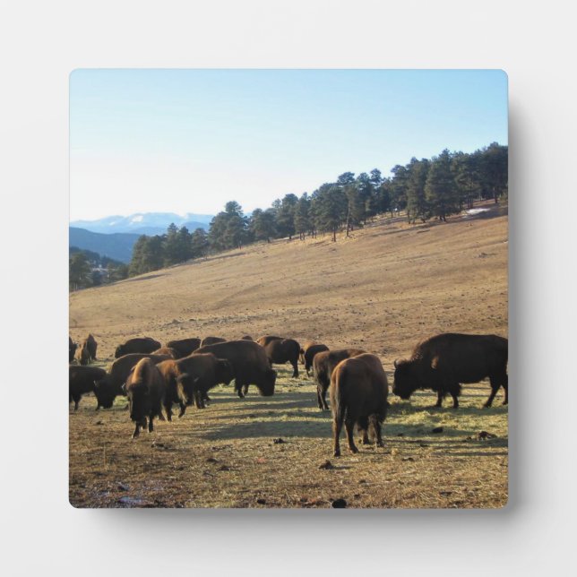 Bison in Colorado Fotoplatte (Vorderseite)