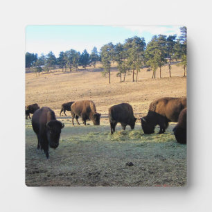 Bison in Colorado Fotoplatte
