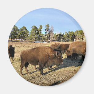 Bison in Colorado Magnet