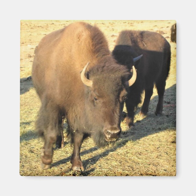Bison in Colorado Magnet (Vorne)