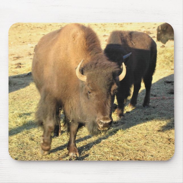 Bison in Colorado Mousepad (Vorne)