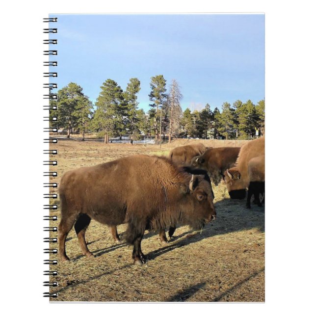 Bison in Colorado Notizblock (Vorderseite)