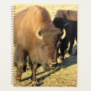 Bison in Colorado Planer