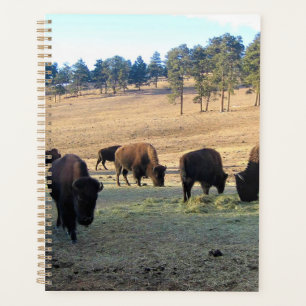 Bison in Colorado Planer