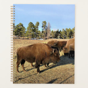 Bison in Colorado Planer