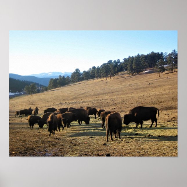 Bison in Colorado Poster (Vorne)