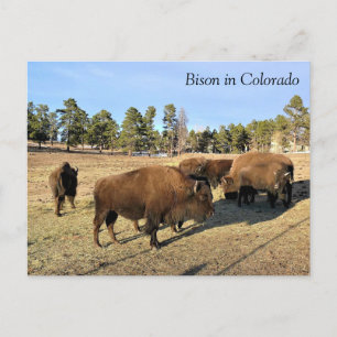 Bison in Colorado Postkarte
