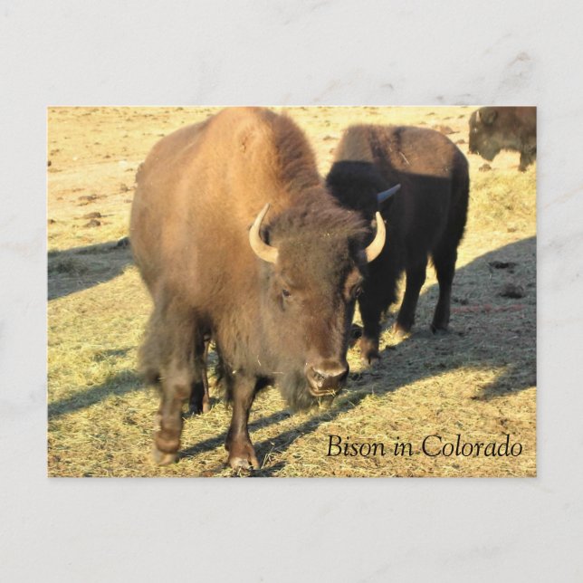 Bison in Colorado Postkarte (Vorderseite)