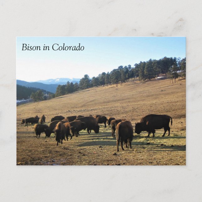 Bison in Colorado Postkarte (Vorderseite)