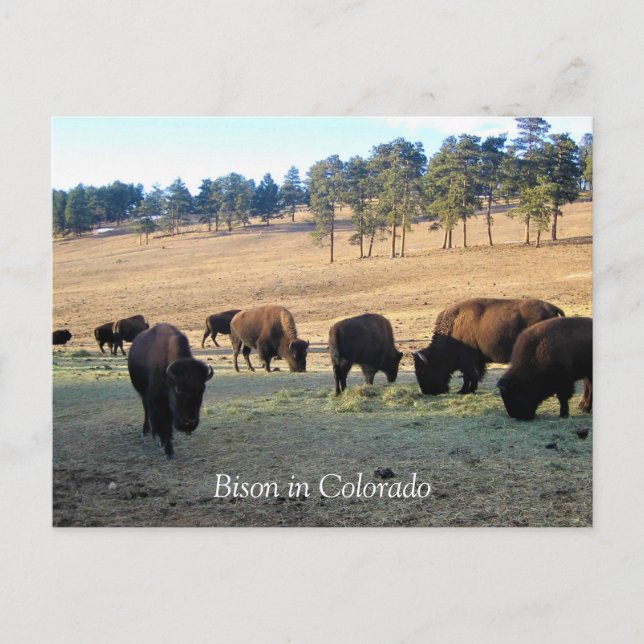 Bison in Colorado Postkarte (Vorderseite)