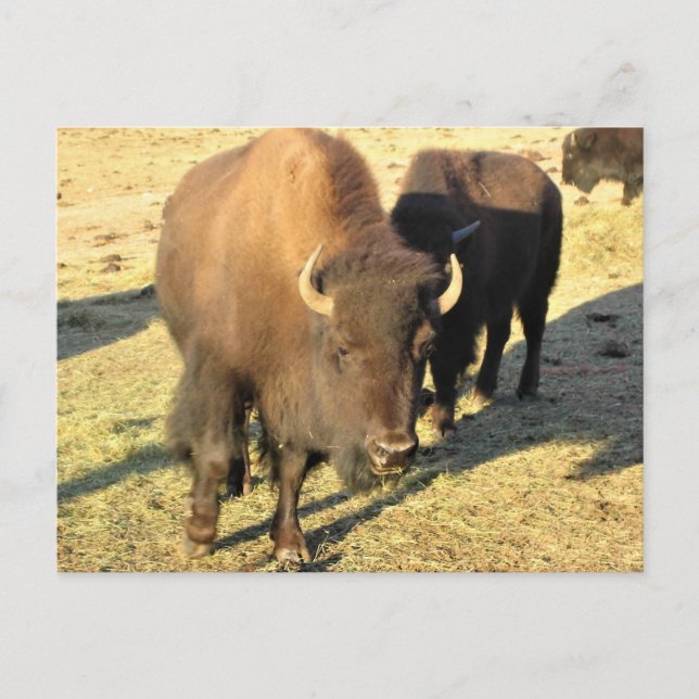 Bison in Colorado Postkarte (Vorderseite)