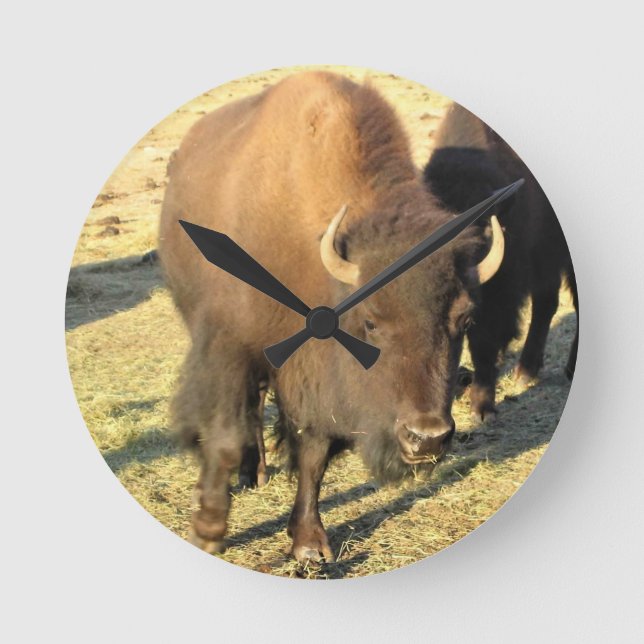 Bison in Colorado Runde Wanduhr (Vorderseite)
