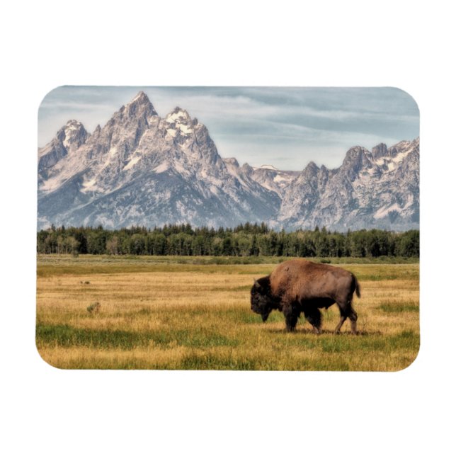 Bison in den Tetons Magnet (Horizontal)