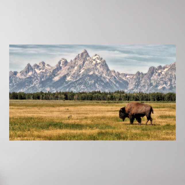 Bison in den Tetons Poster (Vorne)