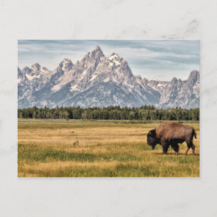 Bison in den Tetons Postkarte