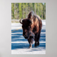 Bison in der Straße im Yellowstone-Nationalpark