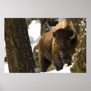 Bison in Lamar Tal-Yellowstone Nationalpark Poster