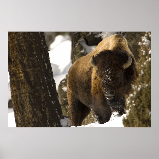 Bison in Lamar Valley Yellowstone Nationalpark Poster (Vorne)