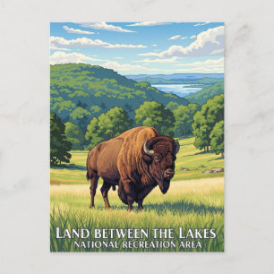 Bison in Land zwischen den Seen Kentucky Postkarte