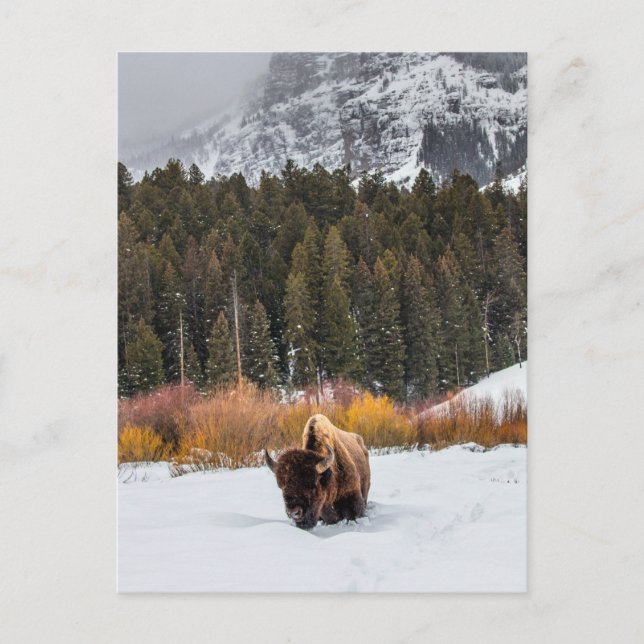 Bison in Snowy Yellowstone Nationalpark Foto Postkarte (Vorderseite)