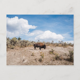 Bison in Yellowstone Nationalpark Postkarte