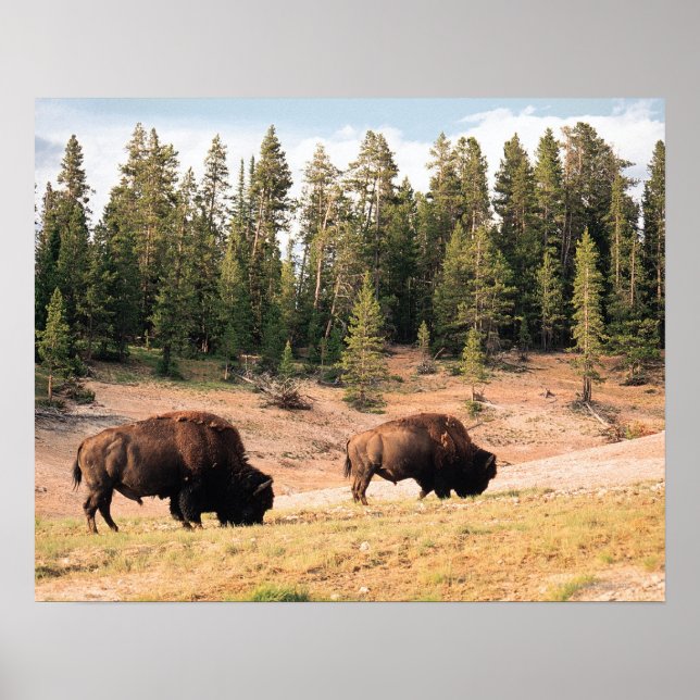 Bison in Yellowstone Nationalpark , Wyoming Poster (Vorne)