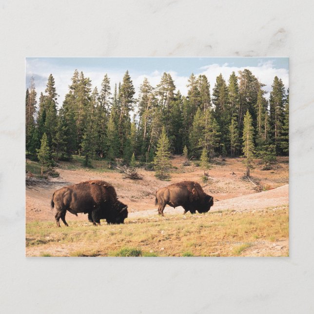 Bison in Yellowstone Nationalpark , Wyoming Postkarte (Vorderseite)
