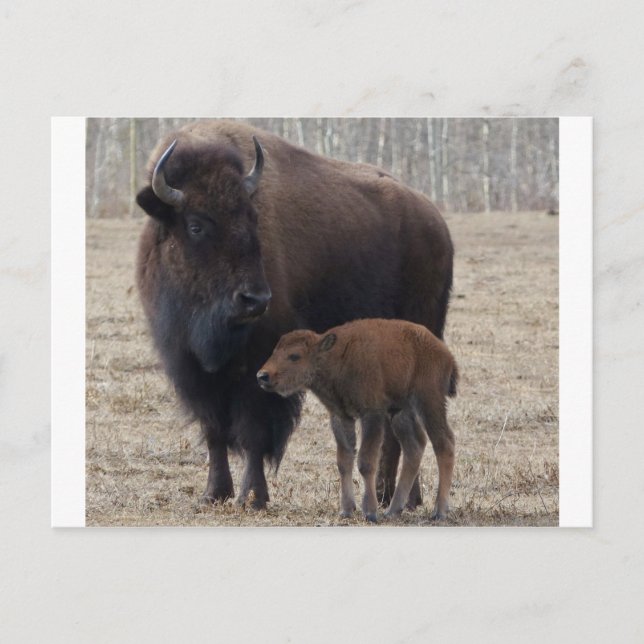 Bison Kuh und Kalb 1 Postkarte (Vorderseite)