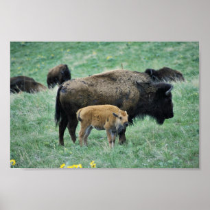 Bison Kuh und Kalb Poster