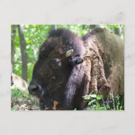 Bison, Lone Elk Park, St. Louis, Missouri Postkarte